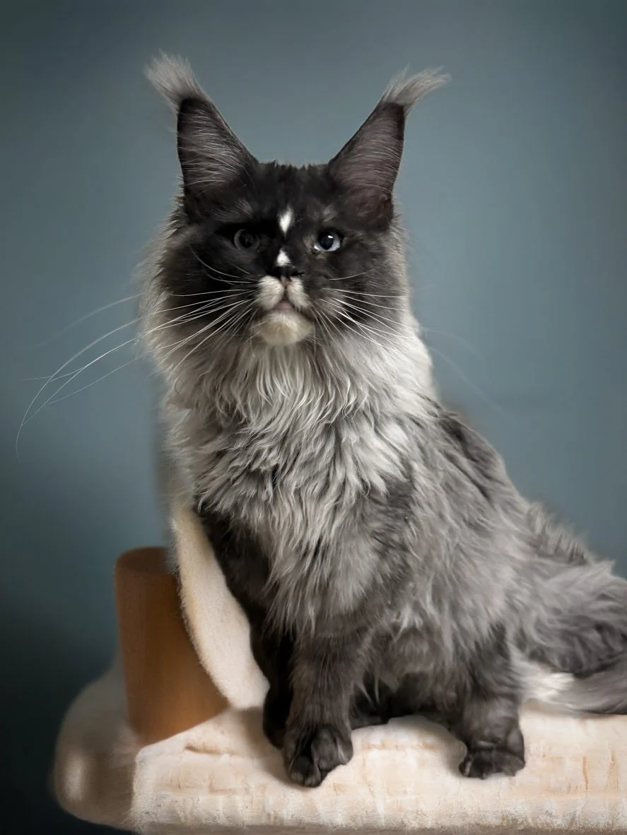 Black smoke with white Maine Coon male with blue eyes