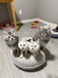 Four kittens looking straight at the camera - Majestic Maine Coon Cats Georgia