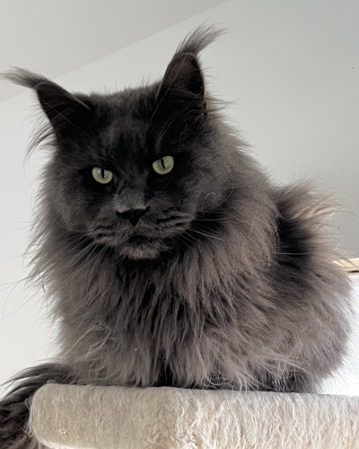 Blue smoke Maine Coon with gold eyes in a silver background