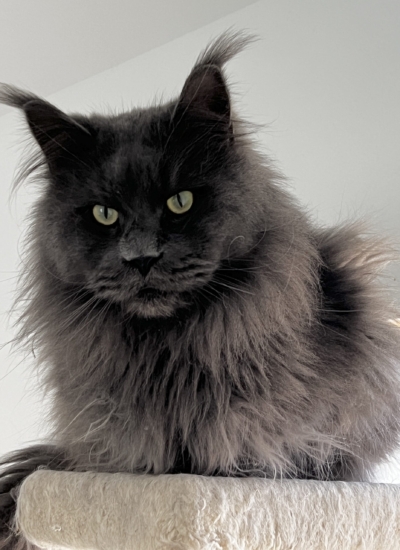 Blue smoke Maine Coon with gold eyes in a silver background