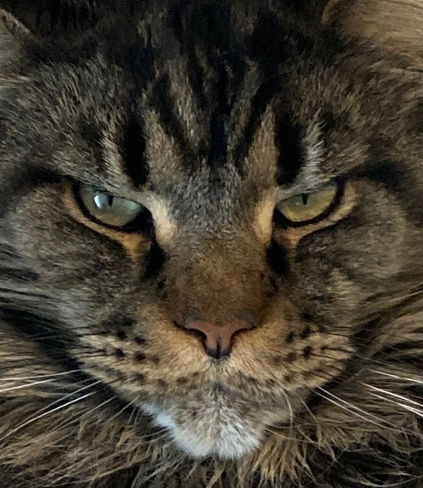 Black classic tabby with beautiful green eyes - Majestic Maine Coon Cats Georgia