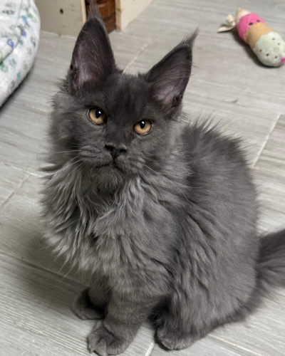 Beautiful solid blue with great expression