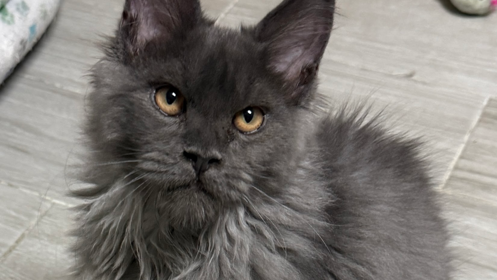 Blue smoke with copper eyes - Majestic Maine Coon Cats Georgia