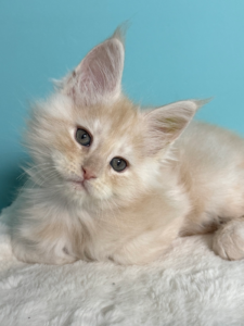 Red smoke Maine Coon kitten laying on a white rug