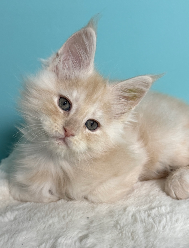 Red smoke Maine Coon kitten laying on a white rug