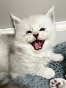 Black silver shade Maine Coon kitten smiling