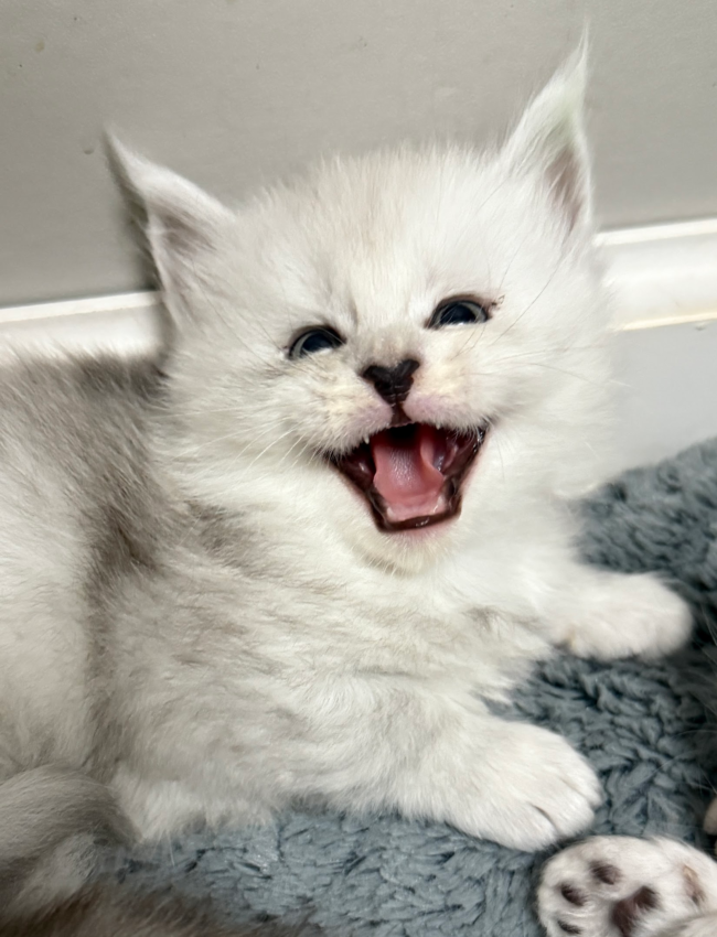 Black silver shade Maine Coon kitten smiling