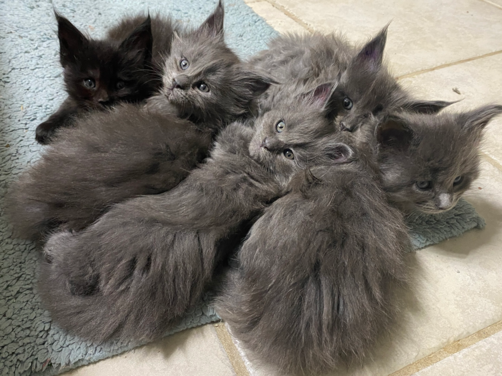 A litter of blue Maine Coon kittens laying on the carpet