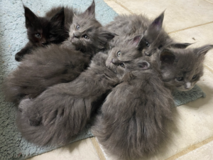 A litter of blue Maine Coon kittens laying on the carpet