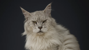 Black Silver Tabby Maine Coon in a black background - Majestic Maine Coon Cats Georgia