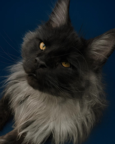 Black smoke male looking at the camera Majestic Maine Coon Cats Georgia