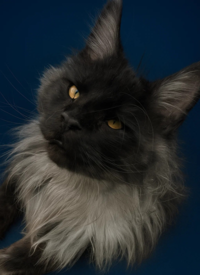 Black smoke male looking at the camera Majestic Maine Coon Cats Georgia