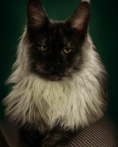 Qrosby - Black smoke Maine Coon male looking at the camera