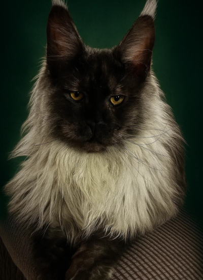 Qrosby - Black smoke Maine Coon male looking at the camera