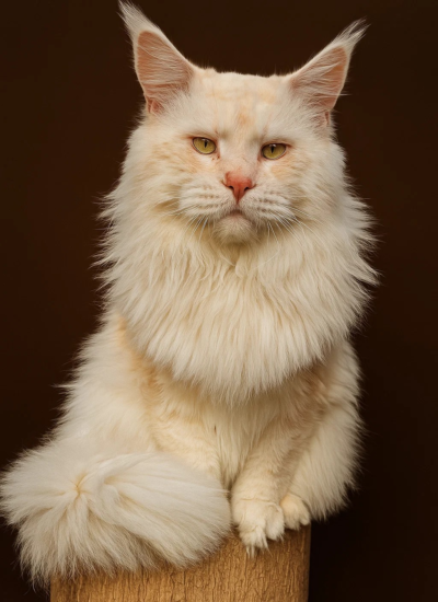 Red Silver Maine Coon male with gold eyes - Majestic Maine Coon Cats Georgia
