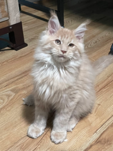 Cream smoke Maine Coon Kitten setting on a wood floor