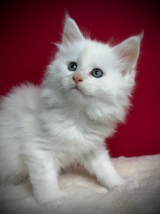 Red Shade Silver Maine Coon kitten with a dark red background