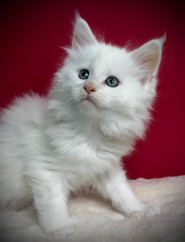 Red Shade Silver Maine Coon kitten with a dark red background