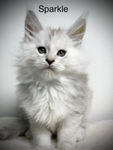 Black shaded male Maine Coon looking at the camera