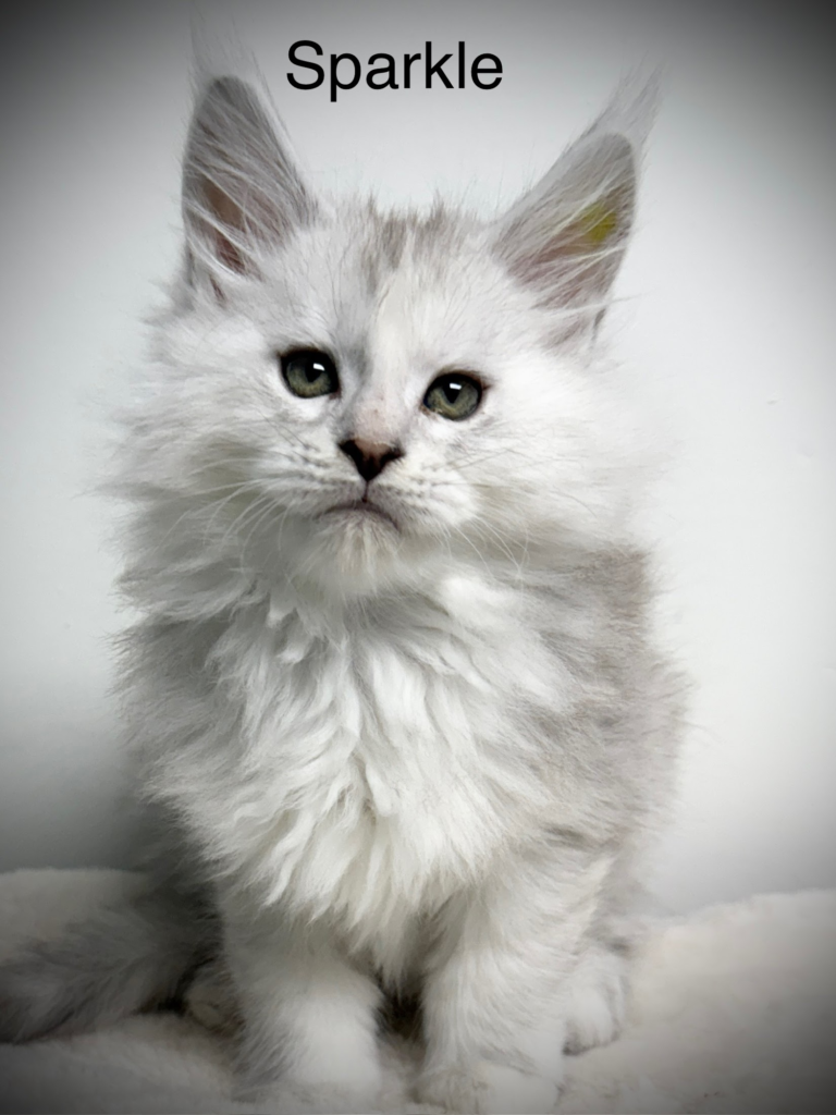 Black shaded male Maine Coon looking at the camera