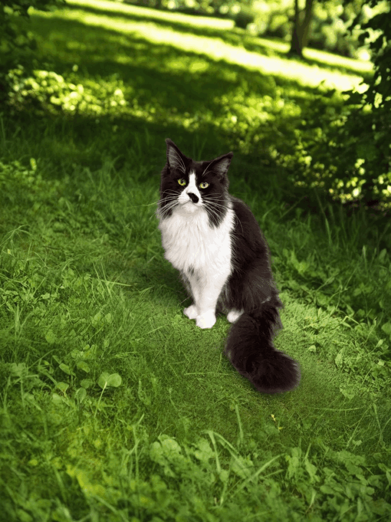 Jimena - Black and white Maine Coon Female setting on the grass