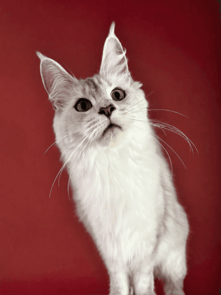 Zoyka - Shaded blue silver Maine Coon Female with a red blackground