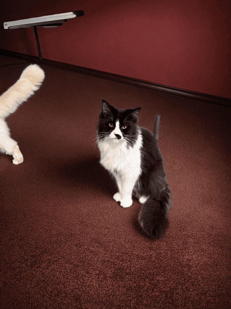 Jimena - Black and white Maine Coon Female setting on a dark floor