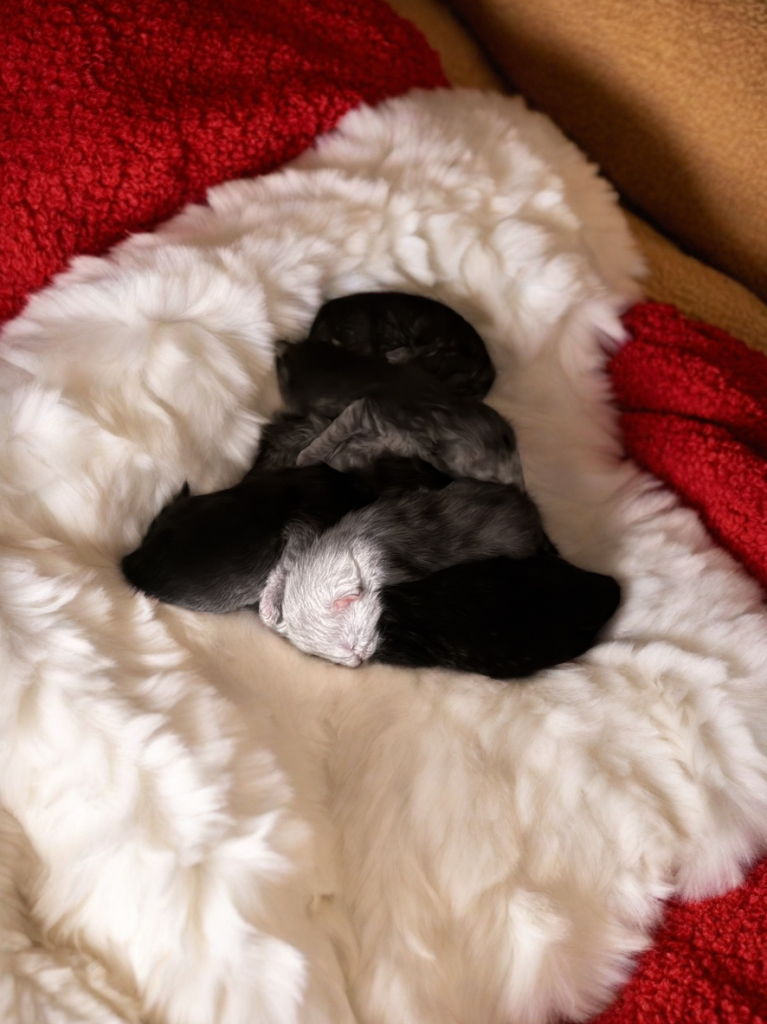 Newborn Maine Coon kittens and a white blanket