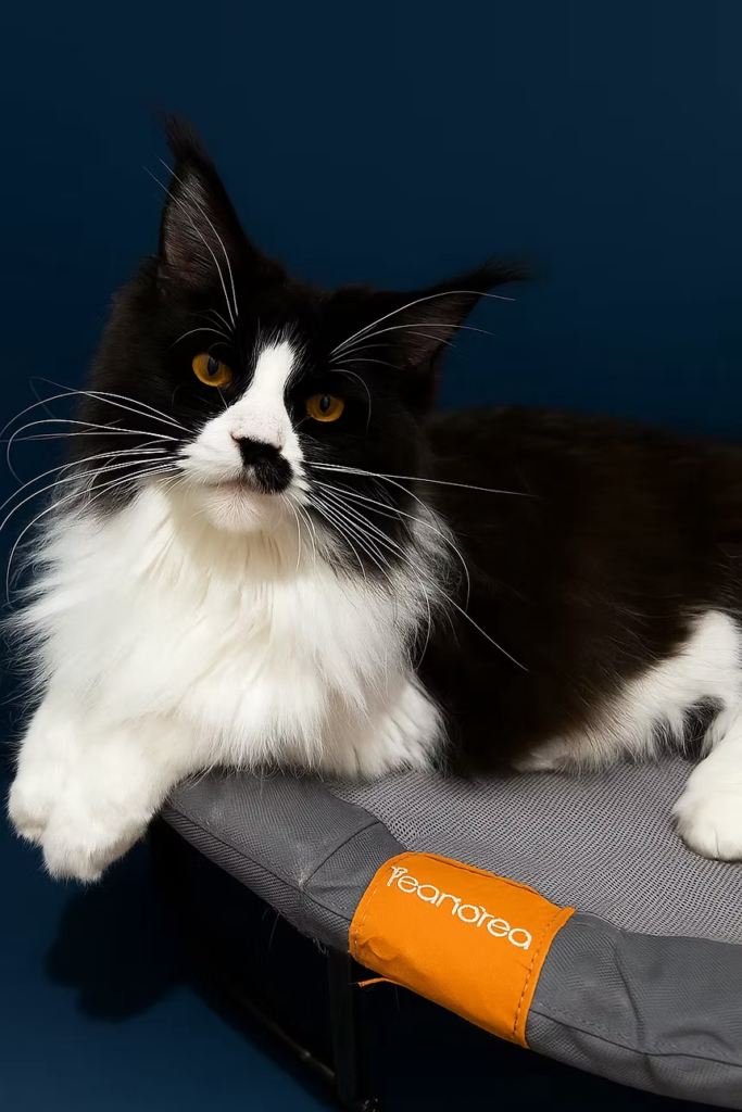 Jimena - Black and white Maine Coon Female with a blue background