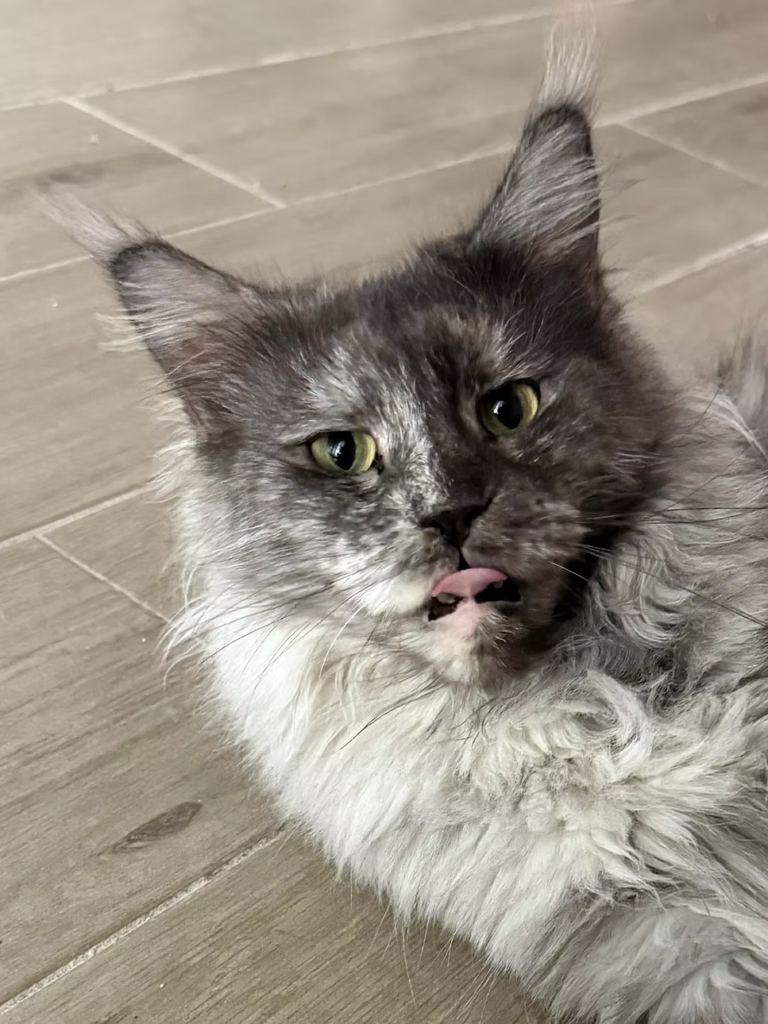 Cassidy - Black smoke tortie Maine Coon Female with her tongue out