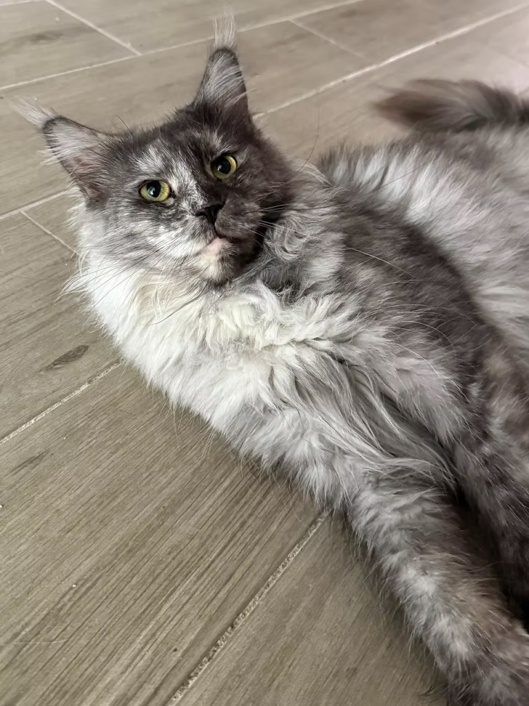 Cassidy - Black smoke tortie Maine Coon Female laying down on the floor
