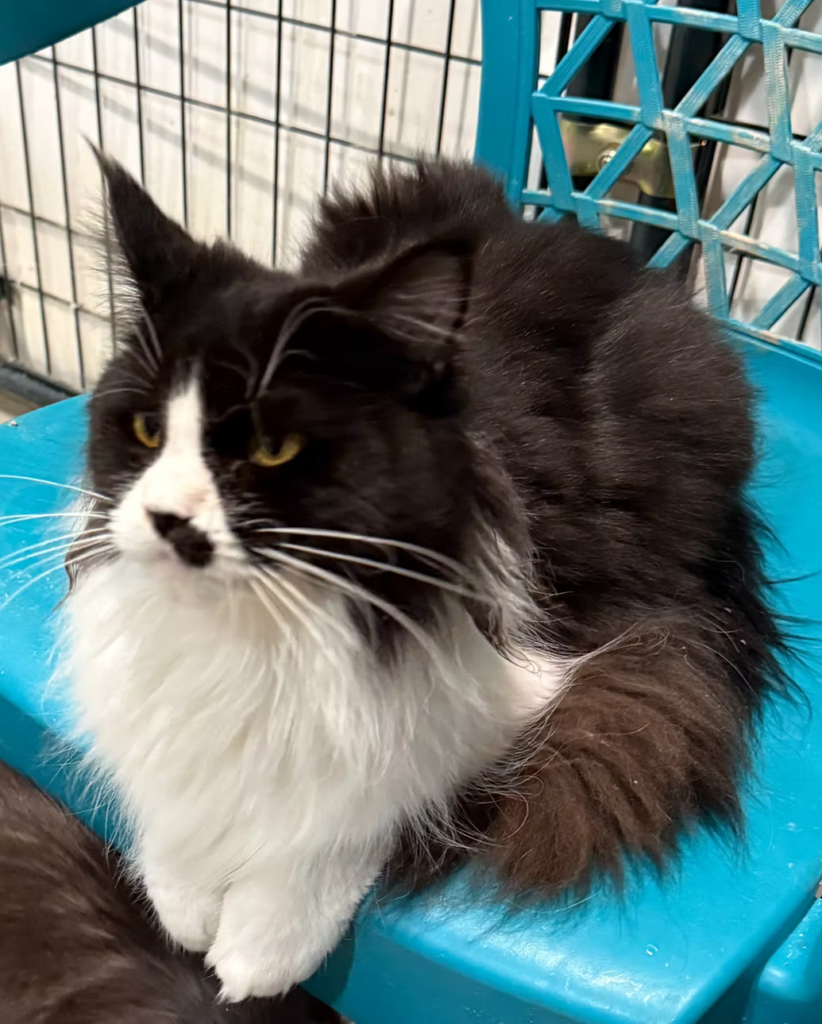 Jimena - Black and white Maine Coon Female setting on a blue chair looking to the side