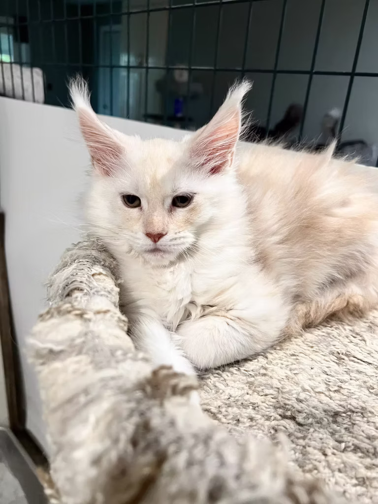 Matilda - Shaded red silver Maine Coon female when she was a kitten