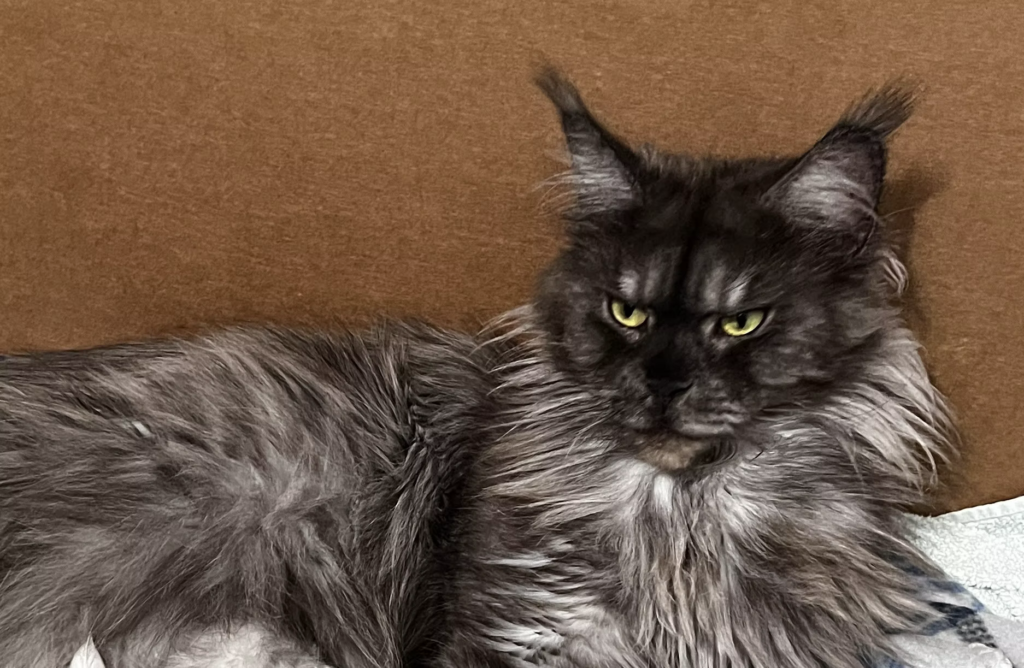 Savana - Black Smoke Maine Coon Female looking at the camera