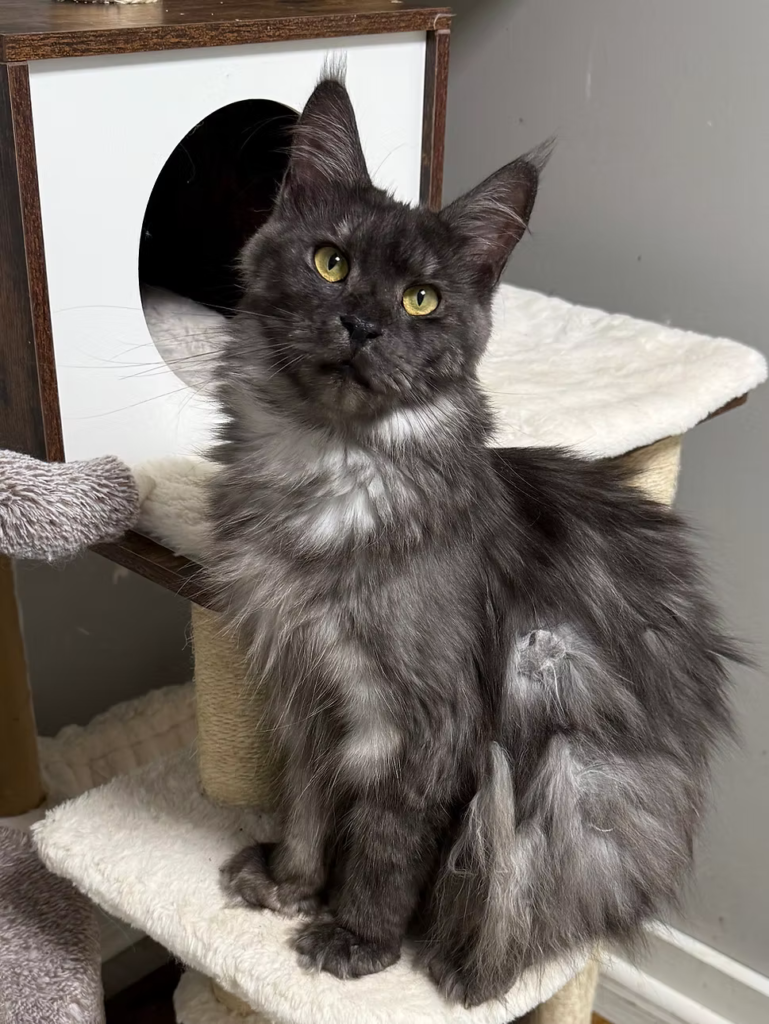 Honey Bee - Black smoke Maine Coon female settig on a tree