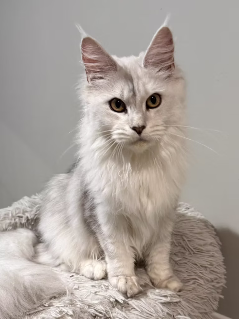 Zoyka - Shaded blue silver Maine Coon Female setting on a tree