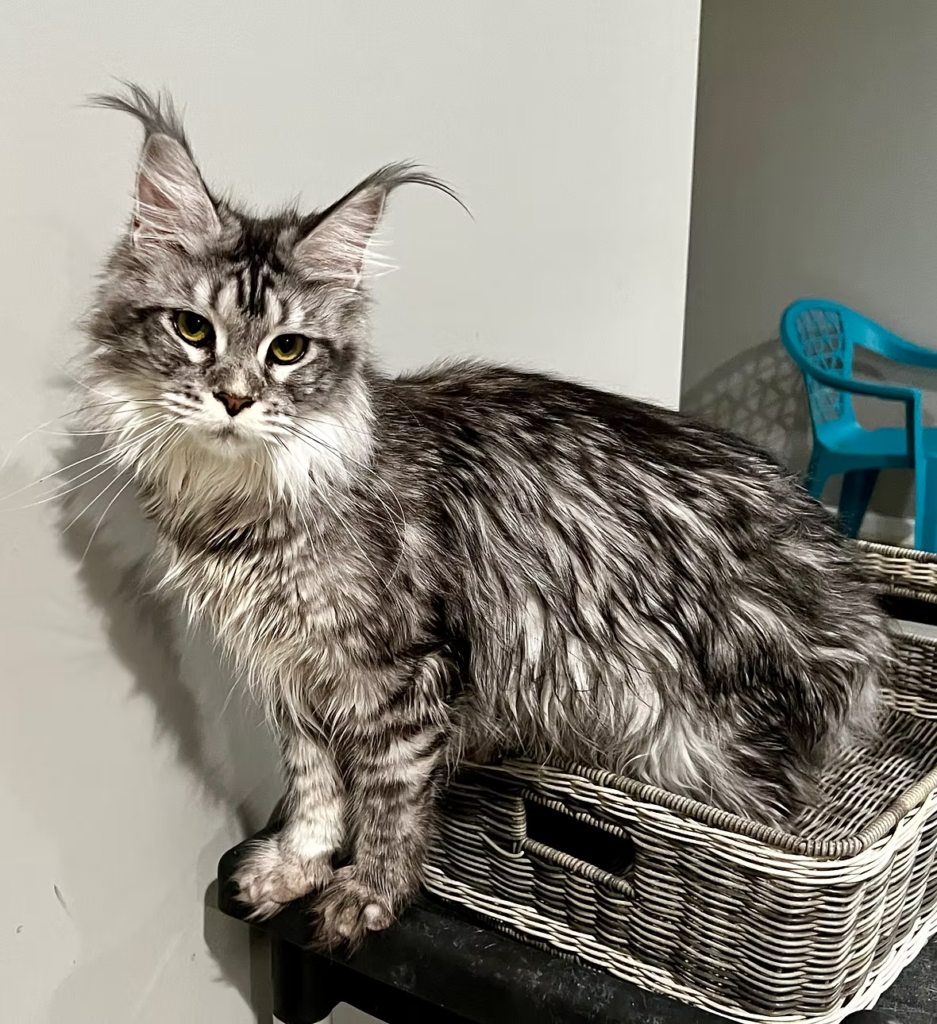 Gretel - Black Silver tabby Maine Coon Female setting on a basket
