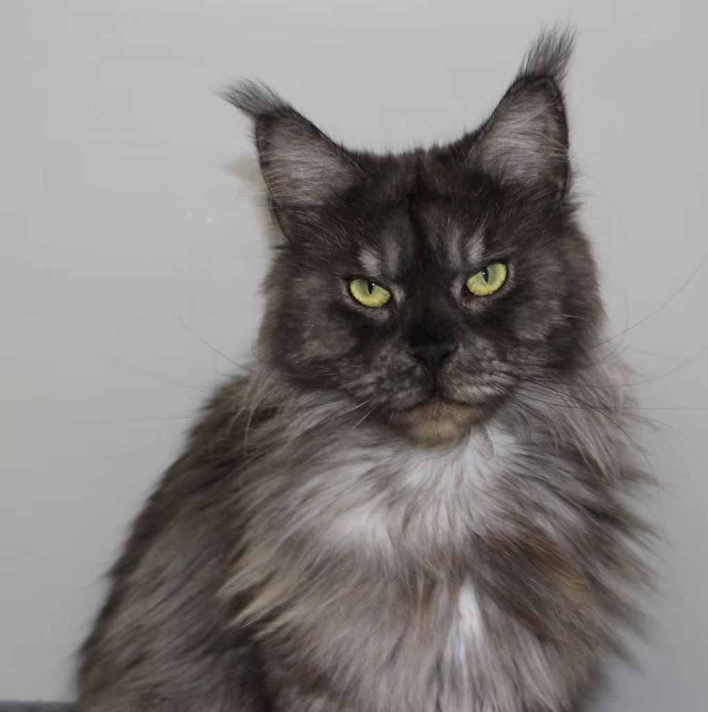 Savana - Black Smoke Maine Coon Female looking at the camera