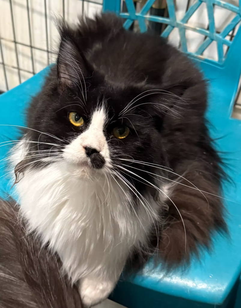 Jimena - Black and white Maine Coon Female laying on a blue chair