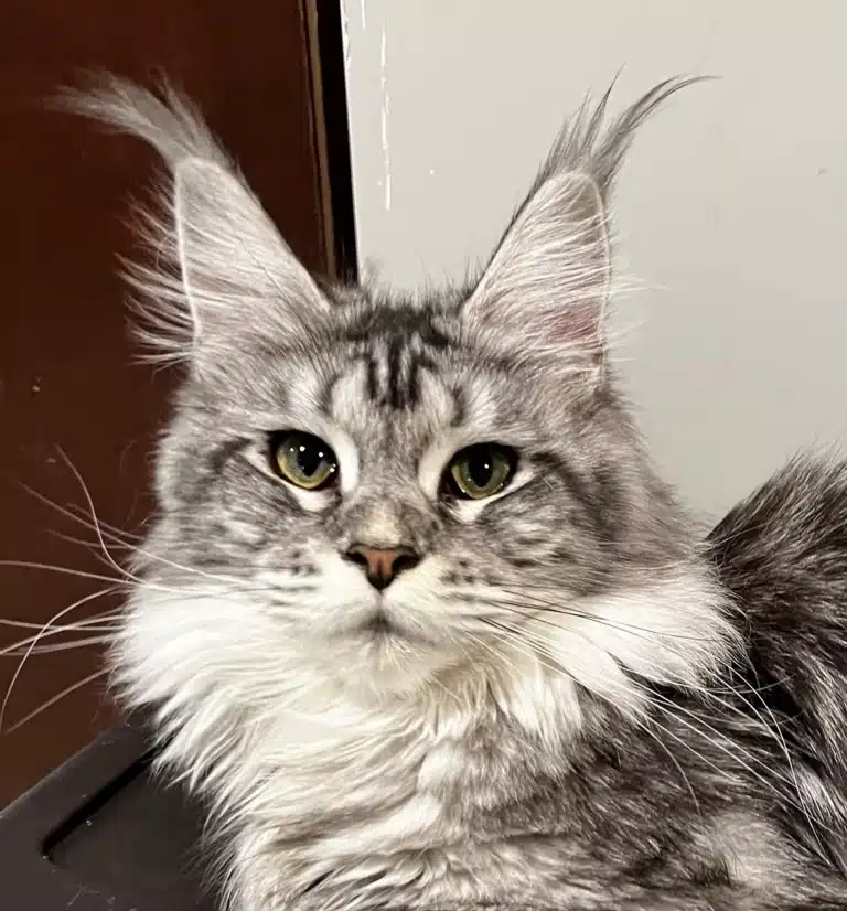 Gretel a black silver tabby Maine Coon with huge ear tuffs