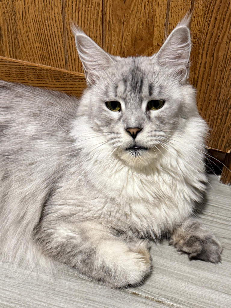 Pale Black Silver - Majestic Maine Coon Cats