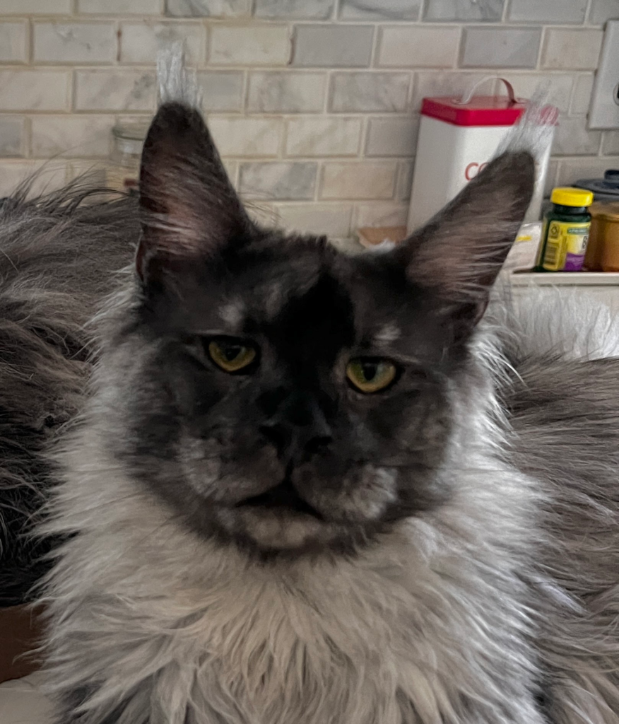 Qrosby - Black smoke Maine Coon male looking at the camera