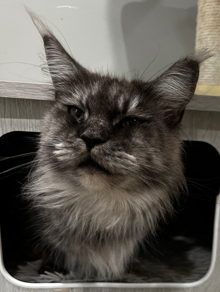 Black smoke Maine Coon - Majestic Maine Coon Cat