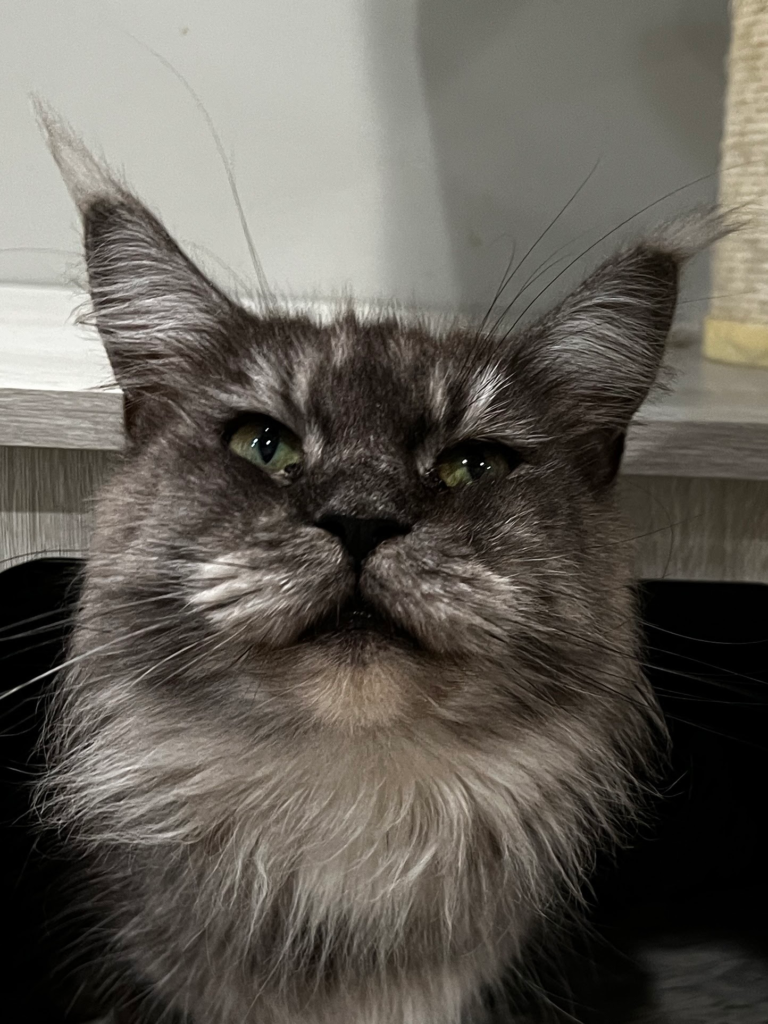 Black smoke Maine Coon - Majestic Maine Coon Cat