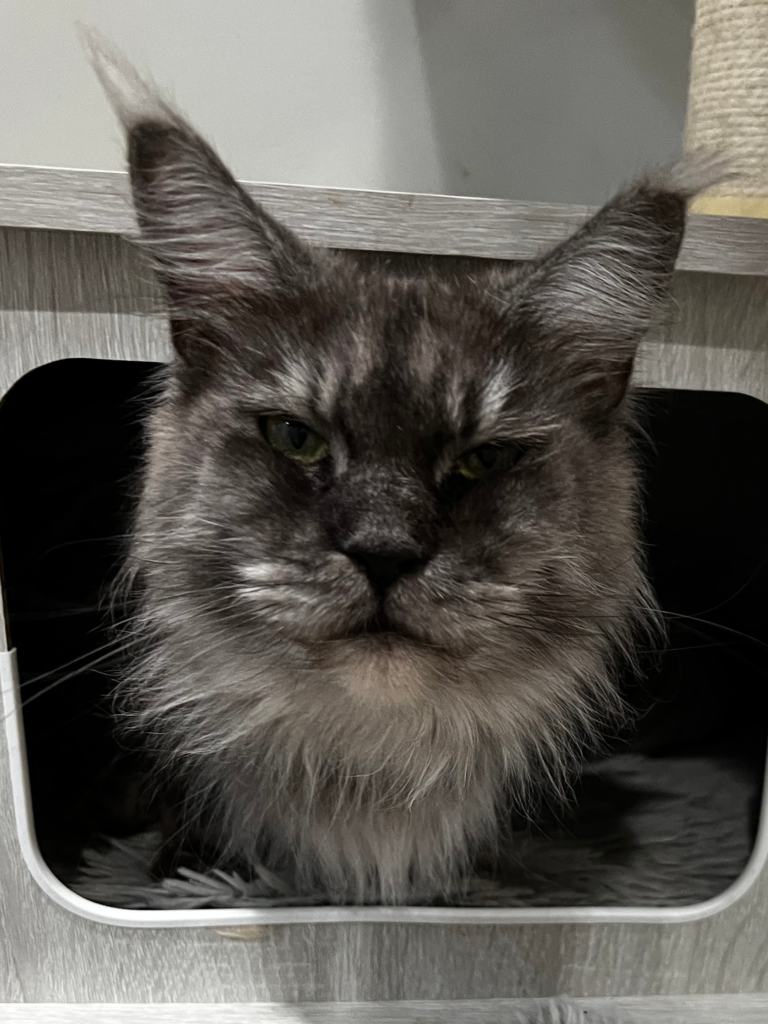 Black smoke Maine Coon - Majestic Maine Coon Cat