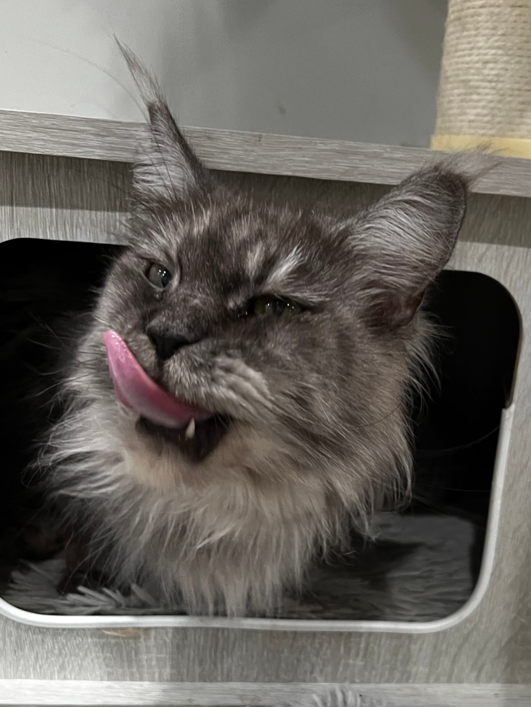 Black smoke Maine Coon - Majestic Maine Coon Cat