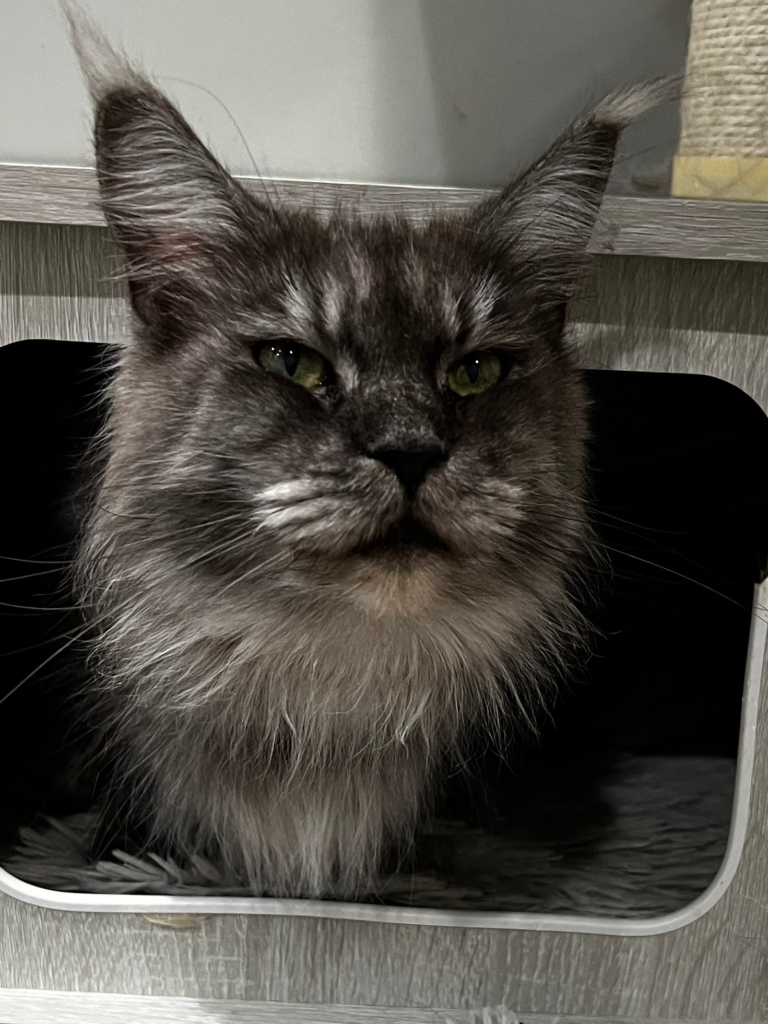 Black smoke Maine Coon - Majestic Maine Coon Cat