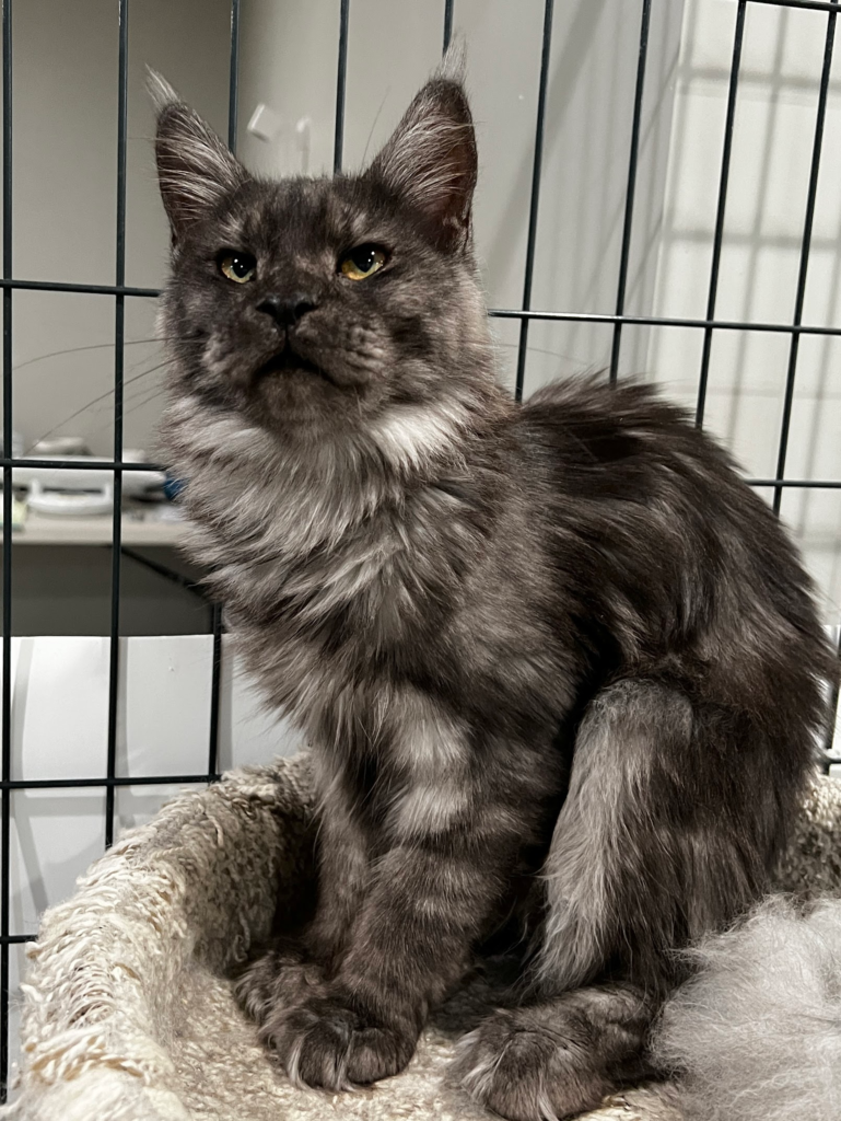 Black smoke Maine Coon - Majestic Maine Coon Cat