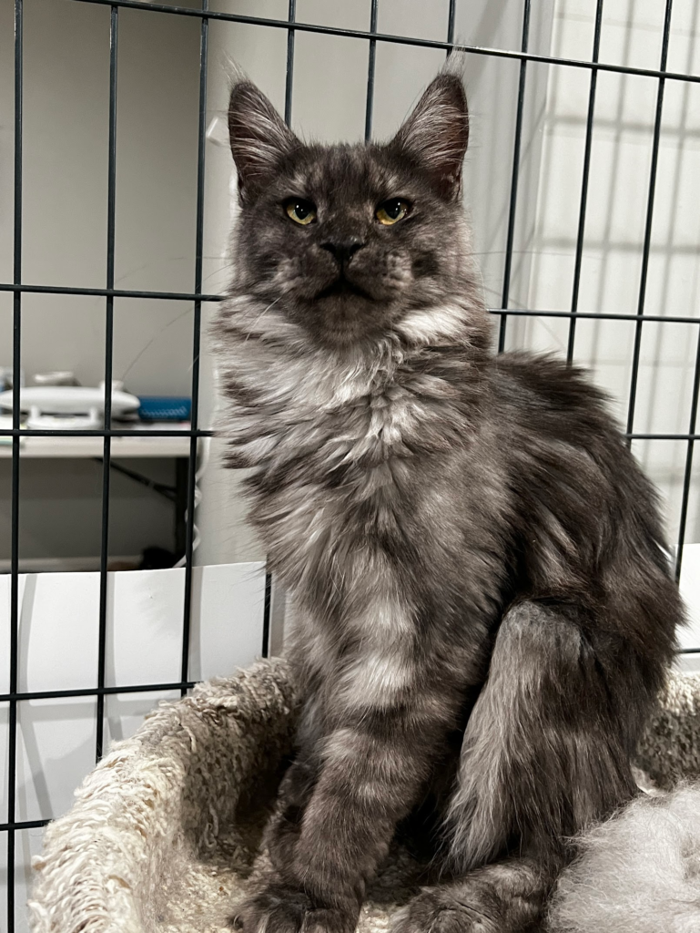 Black smoke Maine Coon - Majestic Maine Coon Cat