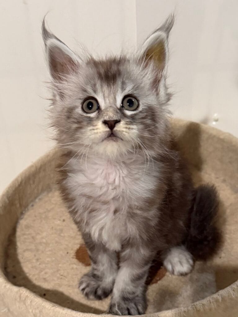 Black silver Maine Coon Kitten setting ana tree